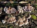 Schizophyllum commune-amf1761-1